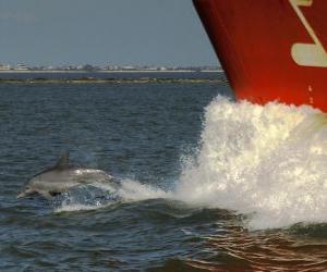 Puzzle κολύμπι με δελφίνια και άλμα μπροστά από ένα σκάφος